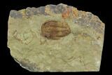 Ordovician Trilobite (Euloma) - Zagora, Morocco #120144-1